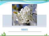 【部编版】七年级下册语文 15《驿路梨花》（课件+教案+说课稿+素材）