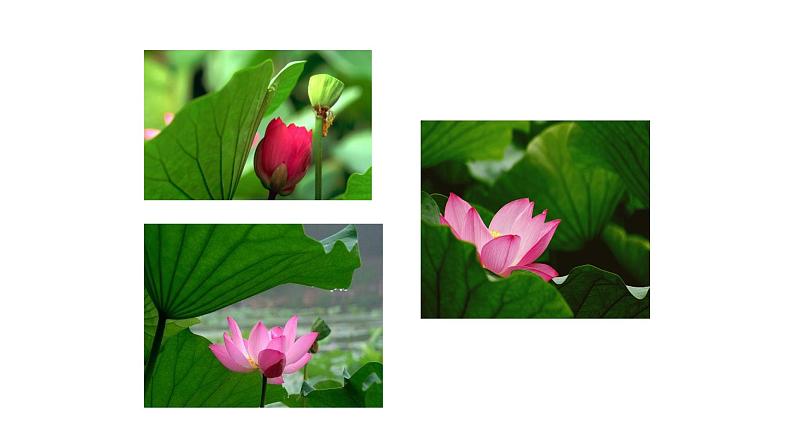 7、散文诗两首 课件03