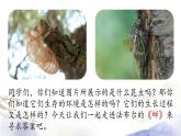 第21课《蝉》课件 2021--2022学年部编版八年级语文上册