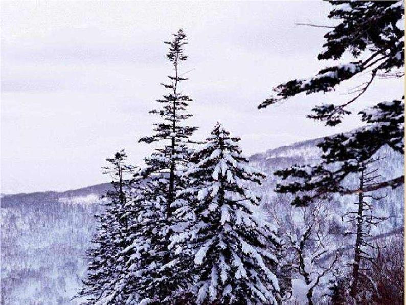 人教部编语文七年级上 济南的冬天7 课件第6页