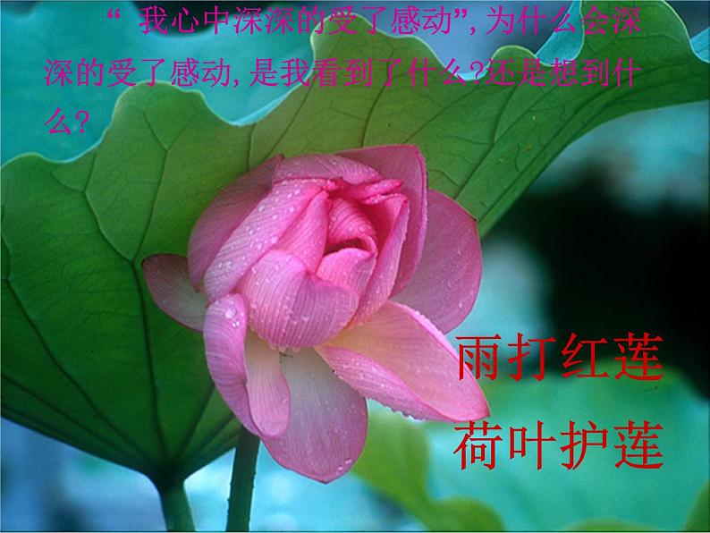 人教部编语文七年级上 荷叶  母亲2 课件07