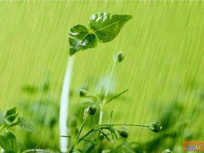 人教部编语文七年级上 雨的四季4 课件第6页