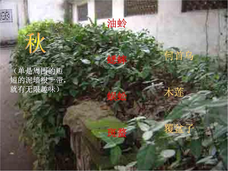 人教部编语文七年级上 从百草园到三味书屋2 课件06
