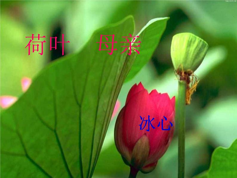 人教部编语文七年级上 荷叶  母亲1 课件03