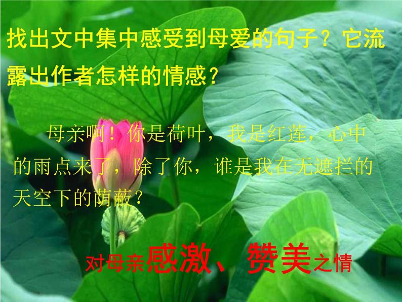 人教部编语文七年级上 荷叶  母亲1 课件07
