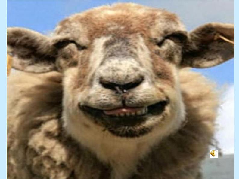 人教部编语文七年级上 猫3 课件02