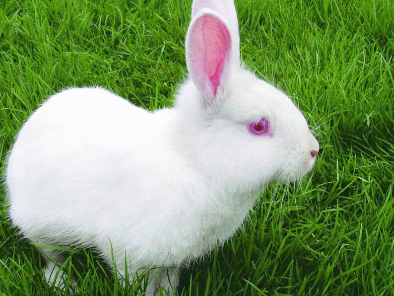 人教部编语文七年级上 猫3 课件03