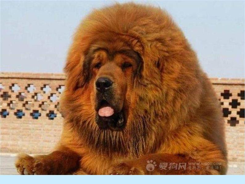 人教部编语文七年级上 猫3 课件04