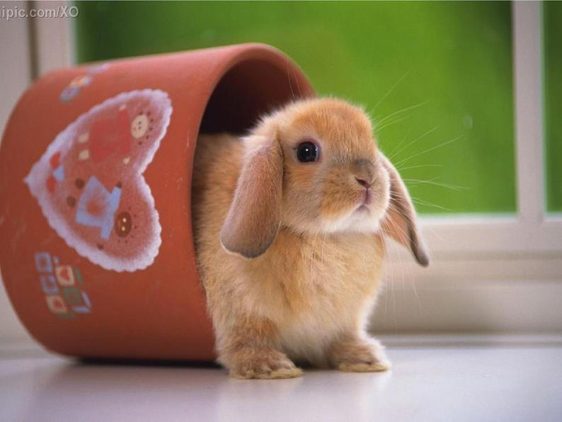 人教部编语文七年级上 猫3 课件07