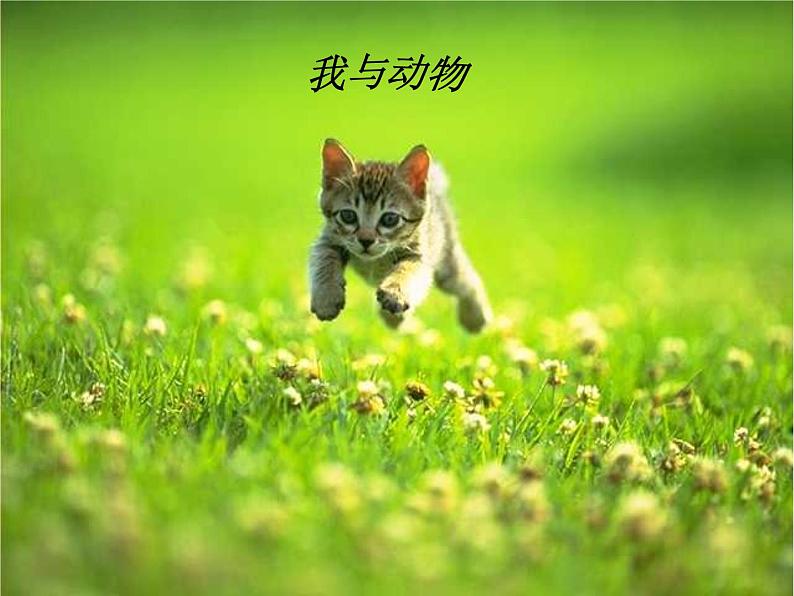 人教部编语文七年级上 猫5 课件02