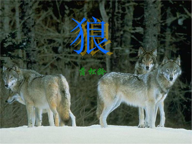 人教部编语文七年级上 狼 说课课件 课件01