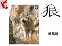 人教部编版七年级上册18 狼课堂教学ppt课件