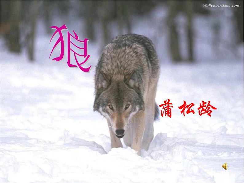 人教部编语文七年级上 狼3 课件03