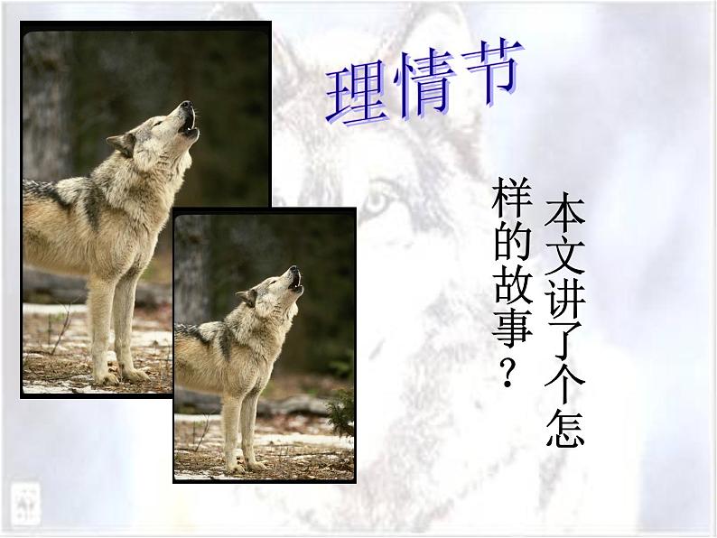 人教部编语文七年级上 狼3 课件08