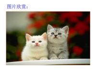 初中人教部编版16 猫图片ppt课件