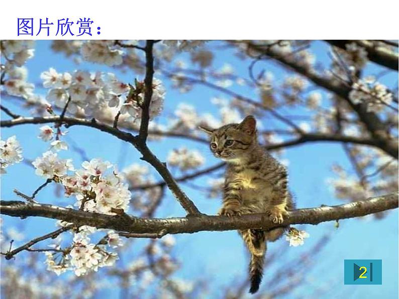 人教部编语文七年级上 猫2(1) 课件06