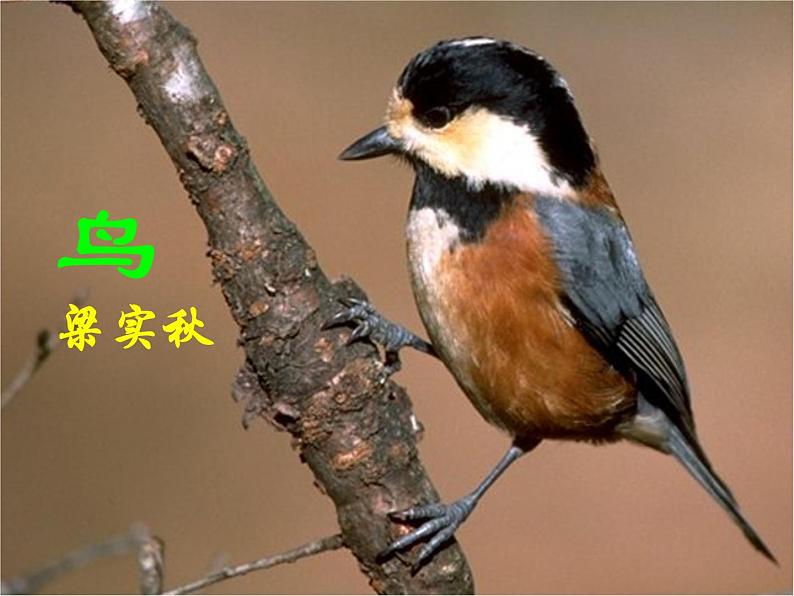 人教部编语文七年级上 鸟(公开课) 课件01