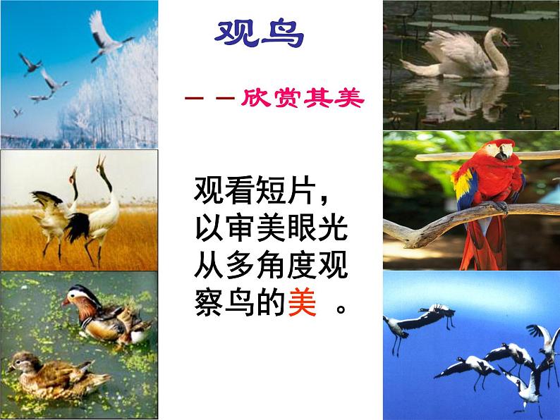 人教部编语文七年级上 鸟(公开课) 课件02