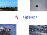 初中语文人教部编版七年级上册18 鸟教课内容ppt课件