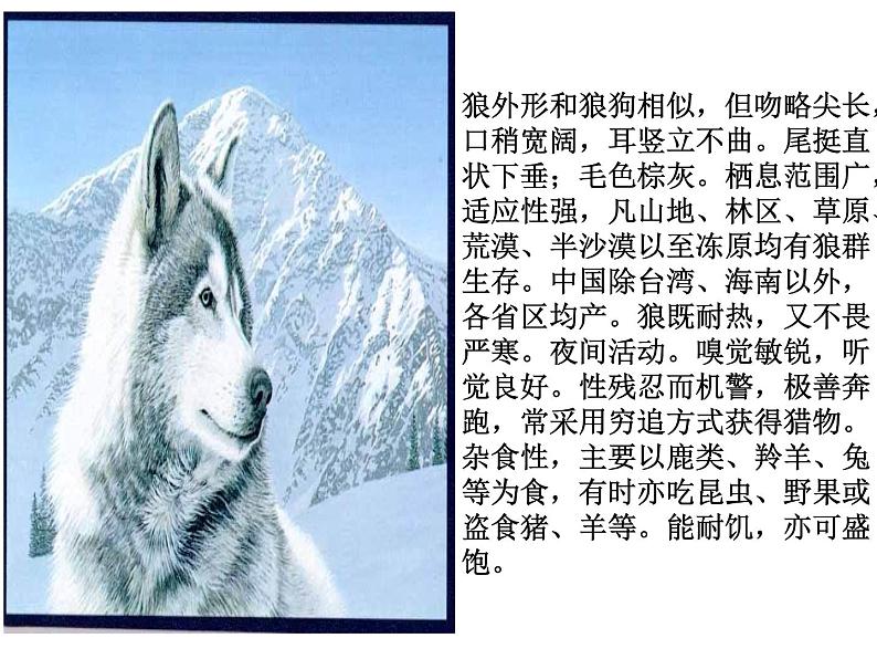 人教部编语文七年级上 狼1 课件02