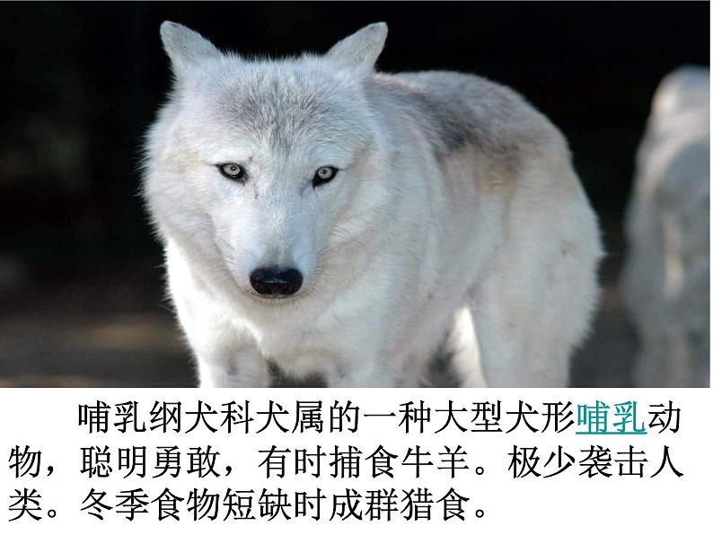 人教部编语文七年级上 狼1 课件03