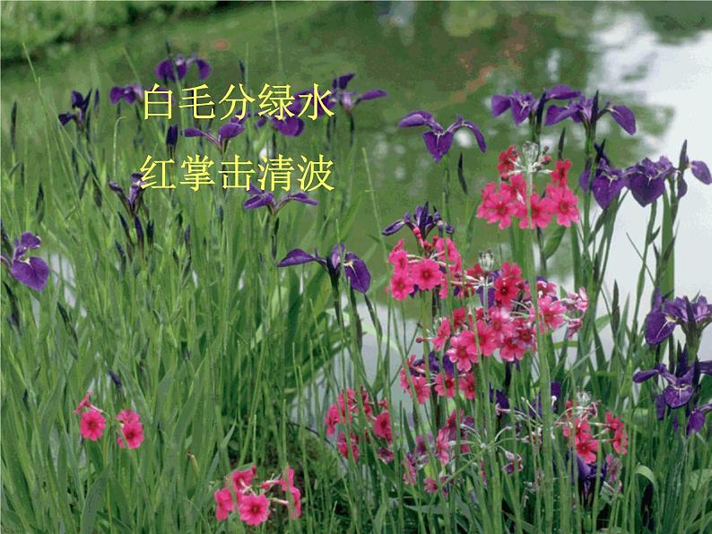 部编版语文七年级下册卖油翁2 课件第5页