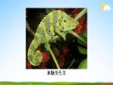 部编版人教版九年级语文下册《7变色龙》教学课件精品PPT初三优秀课堂课件