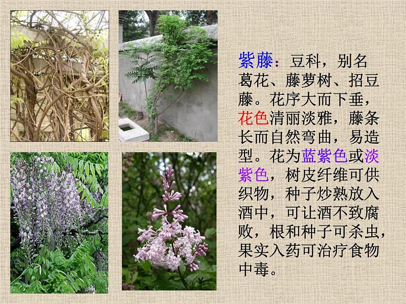 部编版语文七年级下册紫藤萝瀑布4 课件01