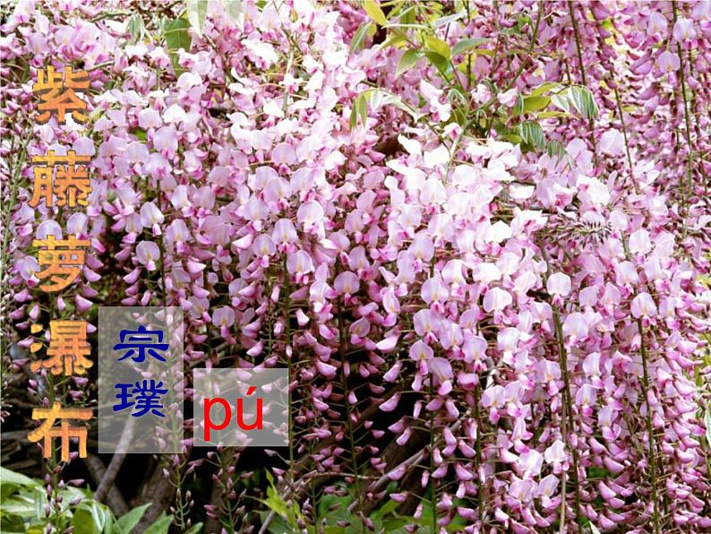 部编版语文七年级下册紫藤萝瀑布4 课件03