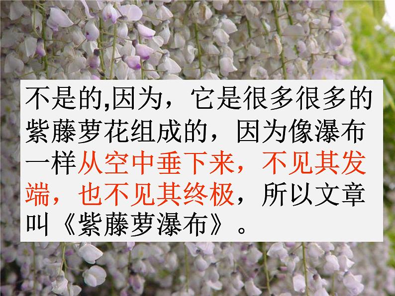 部编版语文七年级下册紫藤萝瀑布 10 课件第5页