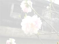 初中人教部编版19*一棵小桃树集体备课ppt课件