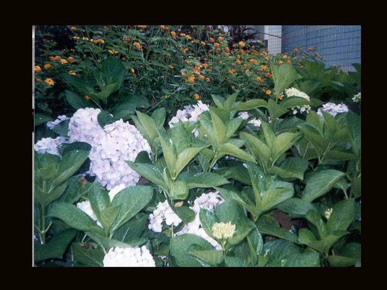 部编版语文七年级下册紫藤萝瀑布1 课件第1页