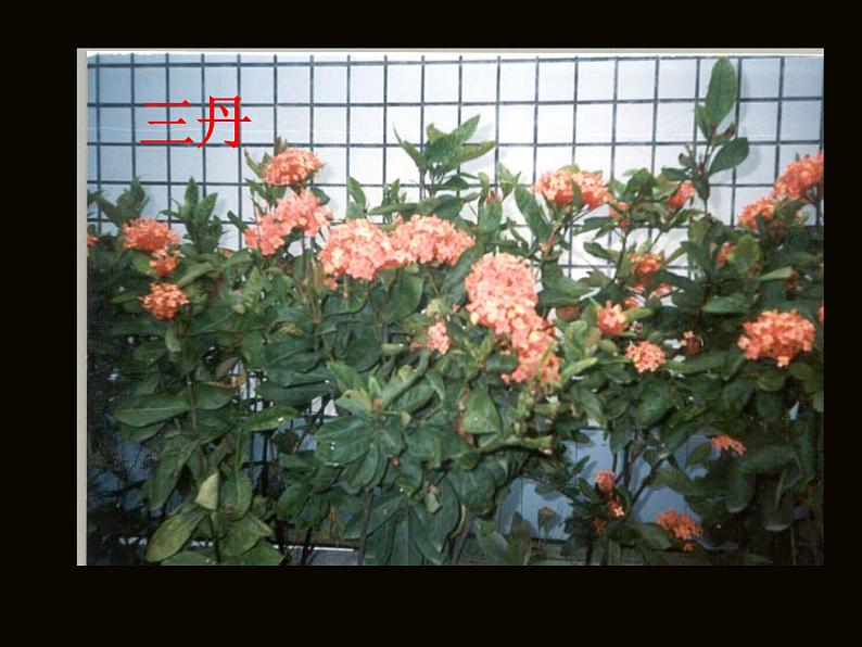 部编版语文七年级下册紫藤萝瀑布1 课件第2页