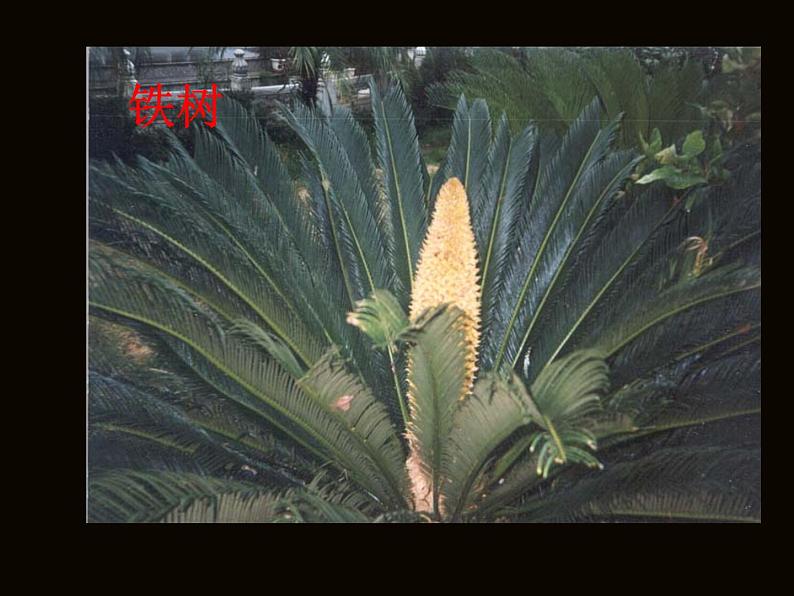 部编版语文七年级下册紫藤萝瀑布1 课件第3页