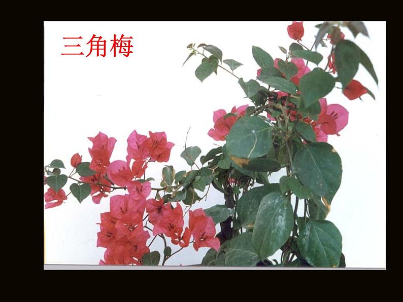 部编版语文七年级下册紫藤萝瀑布1 课件第4页