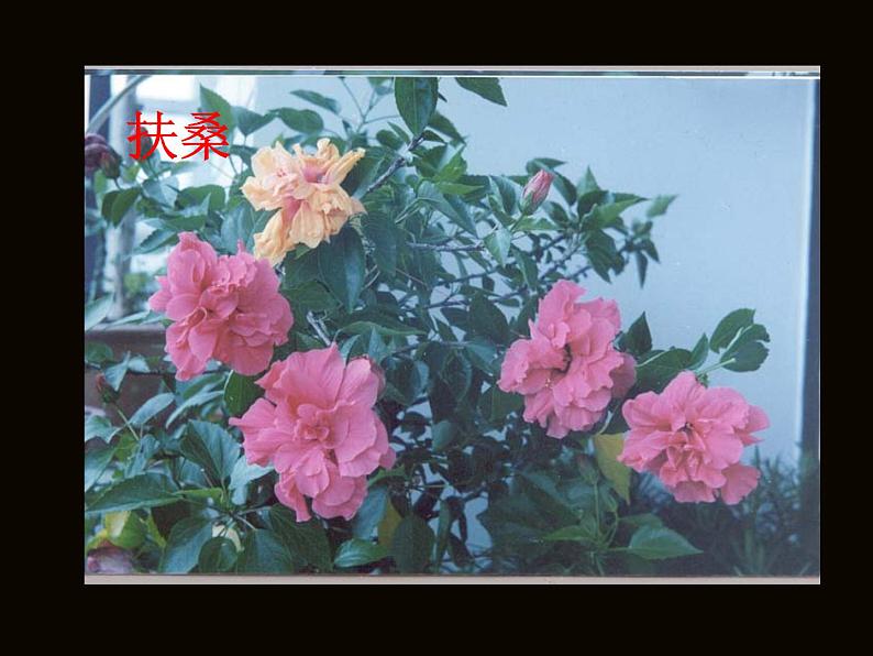 部编版语文七年级下册紫藤萝瀑布1 课件第5页