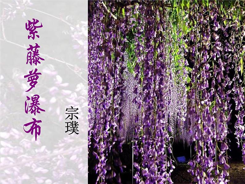 部编版语文七年级下册紫藤萝瀑布2 课件03