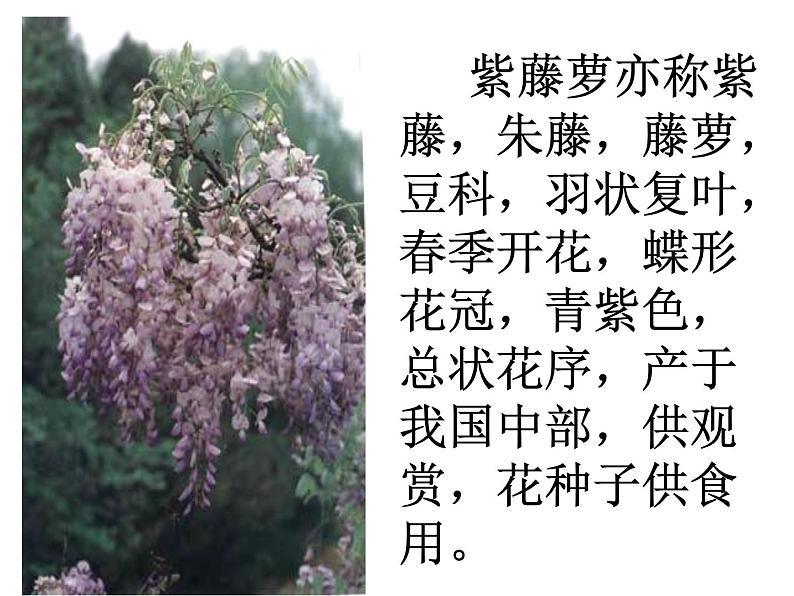部编版语文七年级下册17  紫藤萝瀑布  主课件 课件03