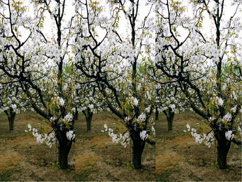 部编版语文七年级下册驿路梨花  5 课件第1页