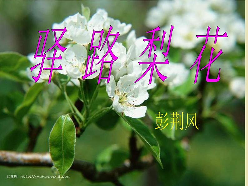 部编版语文七年级下册驿路梨花  5 课件第2页