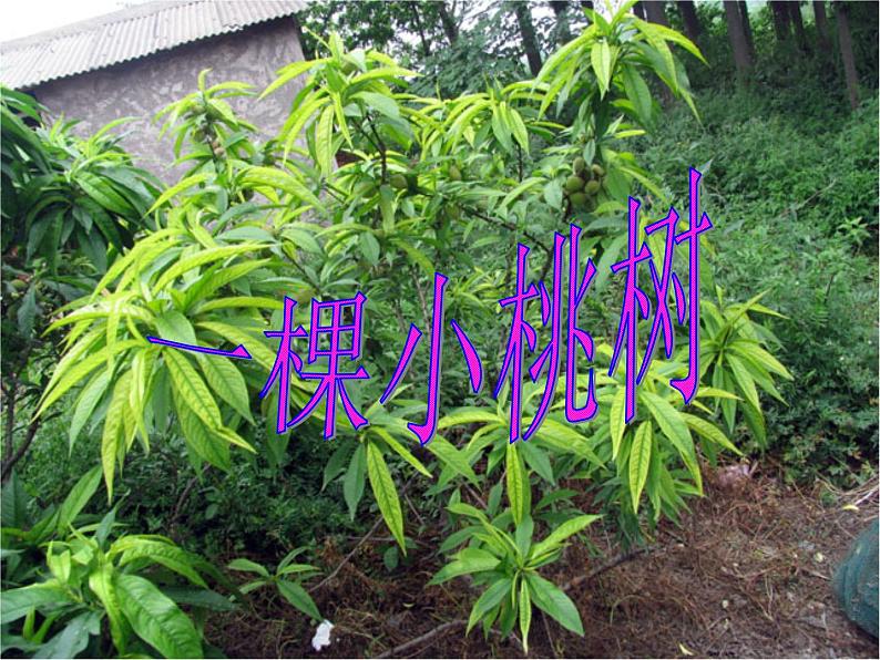 部编版语文七年级下册一棵小桃树 2 课件02