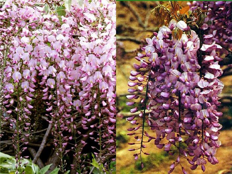 部编版语文七年级下册紫藤萝瀑布5 课件第3页