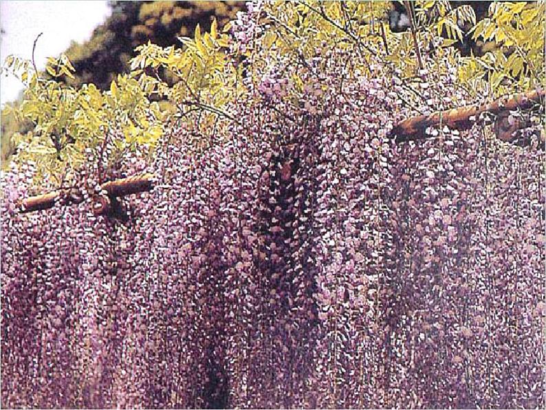 部编版语文七年级下册紫藤萝瀑布5 课件第4页