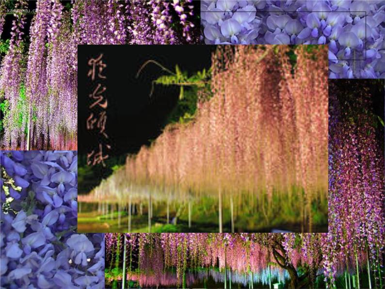 语文18紫藤萝瀑布图片ppt课件