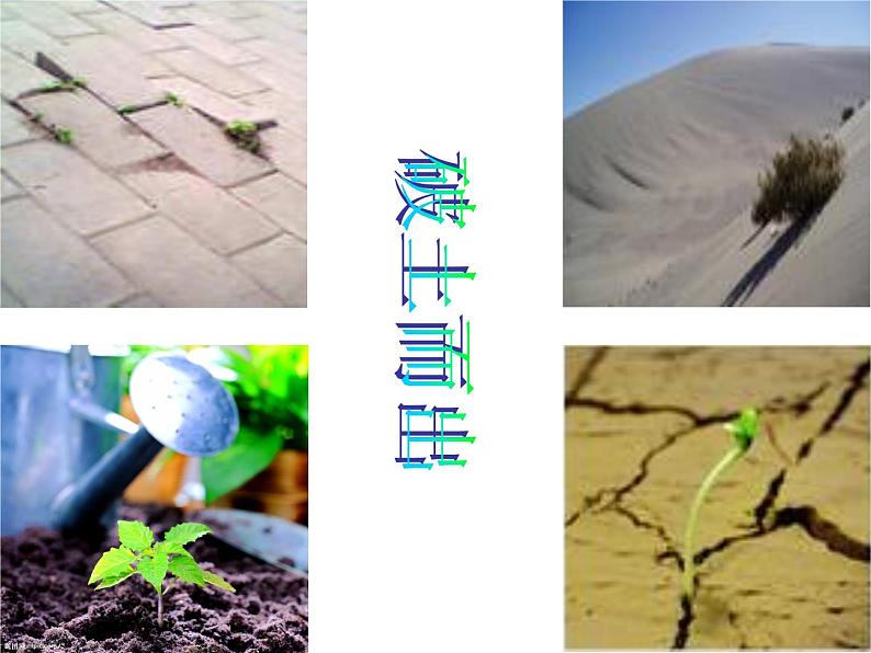 部编版语文七年级下册学习抒情7 课件05