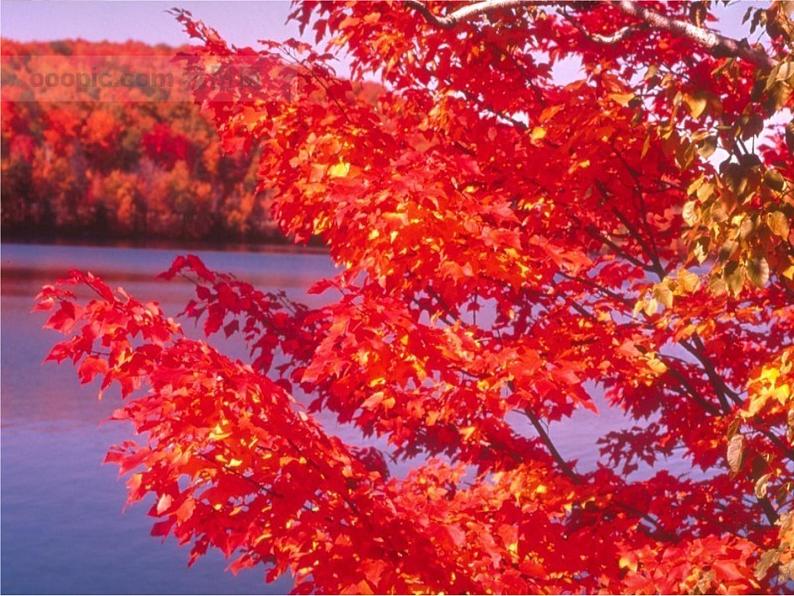 部编版语文七年级下册学习抒情7 课件07