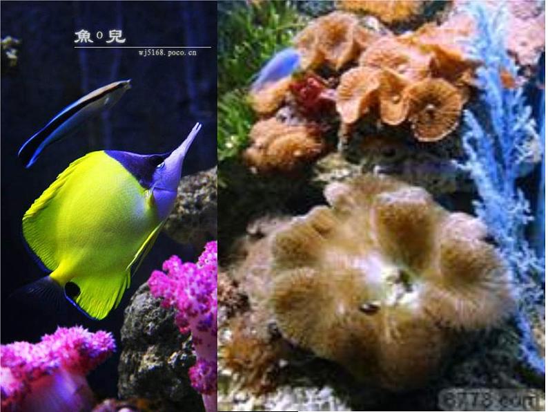 部编版语文七年级下册《海底两万里》ppt课件08