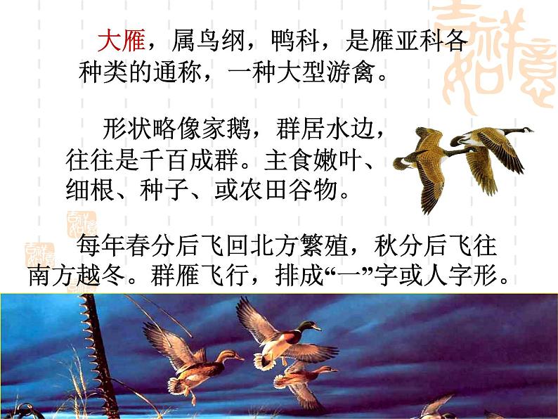 人教部编版语文八年级下册7《大雁归来》ppt课件（27页）04