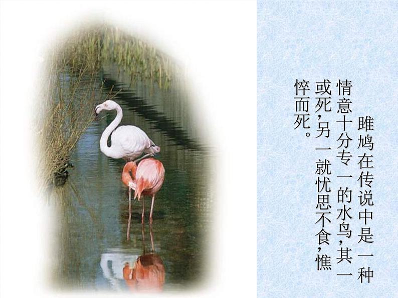 人教部编版语文八年级下册12诗经两首《关雎》公开课《蒹葭》公开课ppt课件（17页）第6页