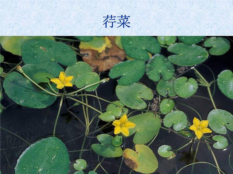 人教部编版语文八年级下册12诗经两首《关雎》公开课《蒹葭》公开课ppt课件（17页）第8页